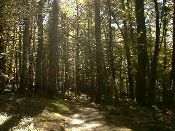 フィヨルドランド国立公園内の森